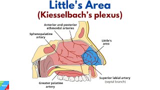 What is Littles Area and What is its Clinical Importance Kiesselbach’s Plexus  ENT Lecture Video [upl. by Anippesuig977]