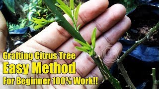 Easy Grafting Citrus Tree For Beginner 100 Work [upl. by Litton856]