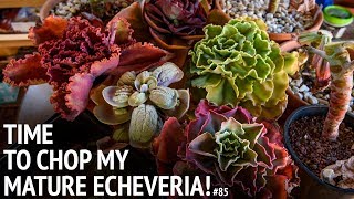 85 Propagating mature echeveria from START to FINISH [upl. by Enelav663]