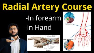 Radial Artery Course in Forearm l Hand l Anatomy l Branches [upl. by Cosmo697]