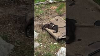 Otter cuteness overload🦦 cuteanimals cute otters riverotter animals shortwoodlandparkzoo [upl. by Thora]