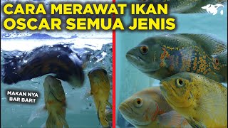 PANDUAN CARA MEMELIHARA IKAN OSCAR SEMUA JENIS PEMULA WAJIB TAU [upl. by Ohs]