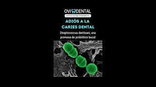 ADIÓS A LA CARIES DENTAL Streptococcus dentisani una promesa de probiótico bucal [upl. by Nnyletak]