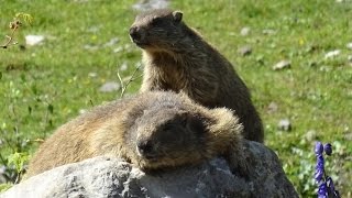 Auf MURMELTIERPirsch mit Günter Nohl in Tirol [upl. by Leirrad]