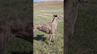 Tini 🇨🇱 dog caninos perro galgos coyhaique [upl. by Acceber]