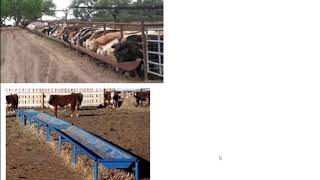 Stocker and Feeder Cattle  Terminology and Making Money [upl. by Mahda]