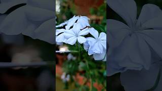 Plumbago plumbago plants flowers nature viralshorts [upl. by Moselle]