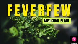 The Healing Power of Feverfew Benefits Uses and Side Effects Explained  Blissed Zone [upl. by Orel]