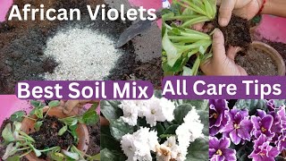 African Violets Propagation and Repotting  Best Soil MixFertilizer Light amp Watering All Care Tips [upl. by Irahk]