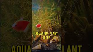 😍Aquarium plant ka kiya setup  aquriamfish guppyfishbreeding [upl. by Rodgers]