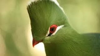 Knysna Lourie Turaco  Filmed by Greg Morgan [upl. by Beore]