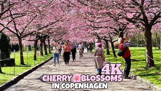 4k Cherry blossoms in Denmark 2021 Walking tour Kirsebær blomster Bispebjerg Cemetery [upl. by Benji874]