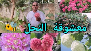 الدومبيا أو الثريا Dombeya اكليل العروس او جرس الزفاف شجيرة مزهرة عطرية وجاذبة للنحل 🐝 جميلة جداً [upl. by Holms]