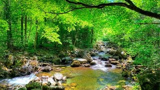 Som da Floresta e Pássaros  quotMúsicaquot Para Relaxamento e Acalmar [upl. by Shepp153]