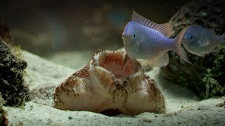 The Tasselled Wobbegong Shark Lures in Prey for Ambush [upl. by Levitus]