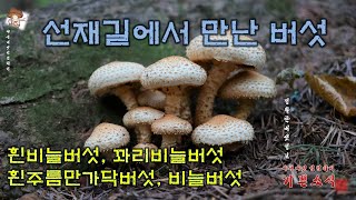 선재길에서턱받이포도버섯녹슨비단그물버섯큰비단그물버섯잔나비불로초표고흰주름만가닥버섯구리빛무당버섯풀색무당버섯흰비늘버섯비늘버섯 [upl. by Yrollam40]