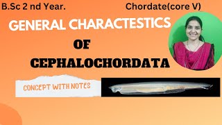 General Characteristics Of Cephalochordate BSc 2nd yearchordatescephalochordates [upl. by Icaj679]