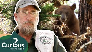 The Bear Wrangler  Steve Searles  The Bear Whisperer  Documentary  Curious Natural World [upl. by Nylrehs]