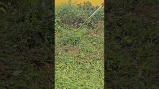 Lawn mowers cutting grass  Gasoline Mowing Techniques cutting grassshorts viralreels shortvideo [upl. by Li773]