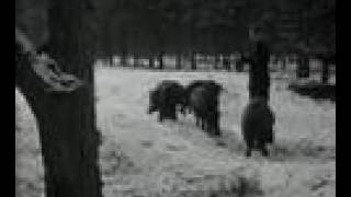 Hongerige dieren op de Veluwe 1955 [upl. by Forster]