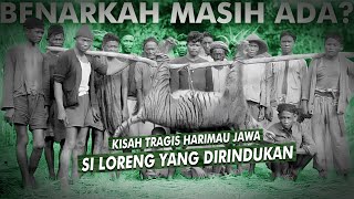 Kisah Kepunahan Harimau Jawa amp Bukti Pilunya Kekejaman Manusia  Harimau Jawa [upl. by Esaj]