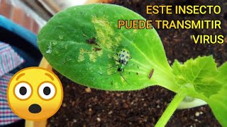 👨‍🔬🦠 Transmisión de VIRUS por INSECTOS 🐞 [upl. by Girish]