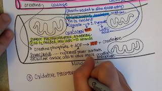 How Muscles Produce ATP  creatine phosphate glycolysis fermentation aerobic cellular respiration [upl. by Ennyl]