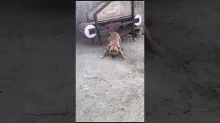 Apbt viralvideo doglover apbtlife pitbull shortsvideo [upl. by Nnor]