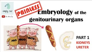 Painless Embryology of GU 13  kidneys and ureter [upl. by Akeirahs421]