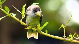 Noisy Miner Call birds birdsounds [upl. by Nerhtak]