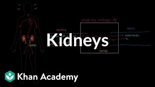 Meet the kidneys  Renal system physiology  NCLEXRN  Khan Academy [upl. by Tadio]