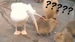 Pelicano VS Capivara [upl. by Service]