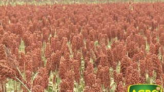 Advanta Las fortalezas del sorgo para crecer y afianzarse 671 20160611 [upl. by Enella]