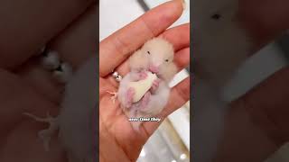 Mother hamster gave birth to a littlebut this one is the only one she lovesanimals story hamster [upl. by Annauqahs]