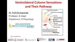 Physiology of Ventrolateral Column Sensations by SB Deshpande [upl. by Airbmat366]