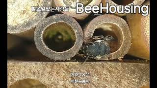 비하우징 벌볼일있는사람들 내친구봄이 애가위벌 야생벌 서식지 bee megachile BeeHousing korea [upl. by Janaye970]