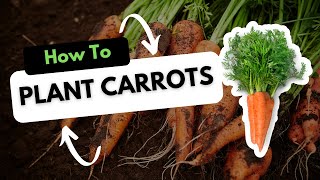 How to Plant Carrot Seeds [upl. by Stander]