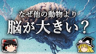 人類の脳はなぜ他の動物より巨大に進化したのか？【ゆっくり解説】 [upl. by Gylys]