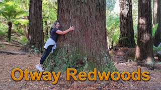 Exploring the Majestic Otway Redwoods Great Otway National Park Victoria [upl. by Aneeles]