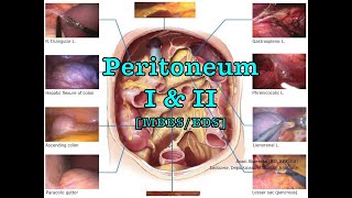 PeritoneumI  MBBSBDS Anatomy Shortcut channel [upl. by Boy]