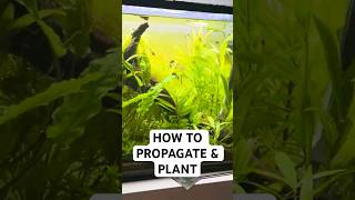 How to properly propagate freshwater aquarium plants TUTORIAL shorts [upl. by Elrebmik]