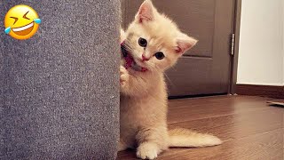 New Funny Animals 🤣 Funniest Cats and Dogs Videos 😸🐶 Part 21 [upl. by Nylear]