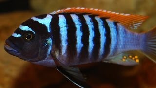 African Cichlid Species  Metriaclima Pyrsonotos quotRed Top Zebraquot Nakatenga Male and Female [upl. by Cyprio]