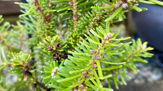 Dwarf Korean Fir Abies Koreana quotLuminettaquot 4K  Febrary 29 2024 [upl. by Juliette]