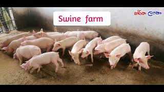 Swine management for meat 🐖 pigs animals farming [upl. by Volotta365]