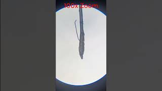 HUMAN HAIR 🤯 Under MicroScope shorts Experiment microscope [upl. by Iridis]