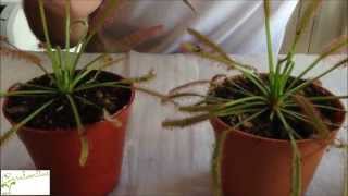 Carnivorous plant Drosera sundew basic care  How to grow Sundew [upl. by Jelene]