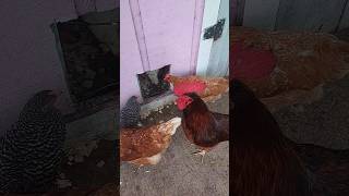 How Does The Breed Of A Chicken Affect Its Behavior [upl. by Ailegnave]