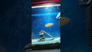 Jewel fish chicklet Breeding pairNews18Virals [upl. by Rosdniw]