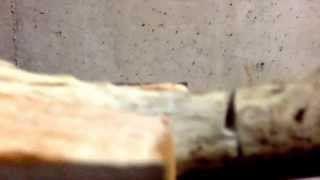 How to cut a deer antler for a deer antler handled knife [upl. by Ycat]